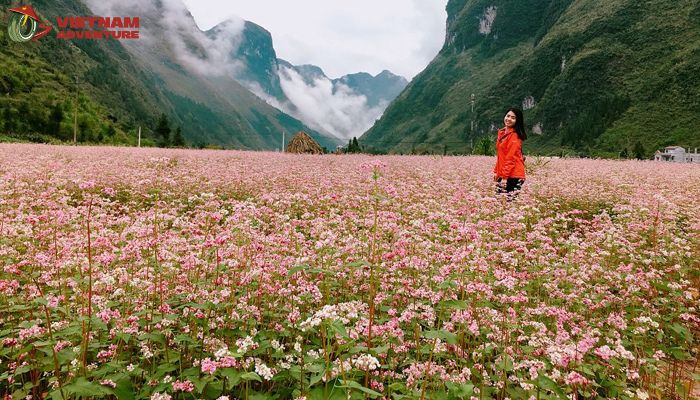 Triangle wheat flower fields are a must-visit destination