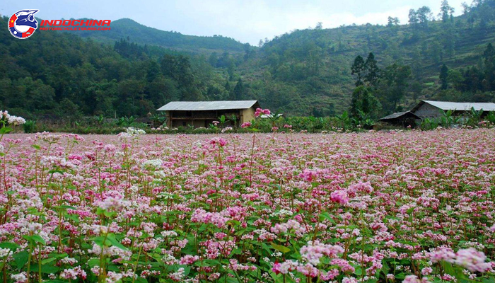 Come to Ha Giang to see the surprising beauty of the buckwheat flower fields 