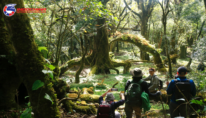 The Ta Xua Nature Reserve is an area of abundant biodiversity 