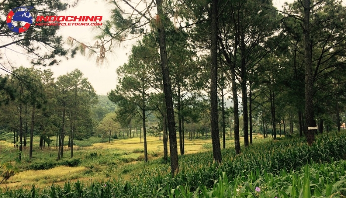 A serene trail winding through the towering pine trees of Ban Ang Pine Forest
