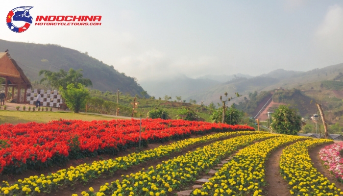 A vibrant kaleidoscope of colors in Moc Chau's breathtaking flower gardens