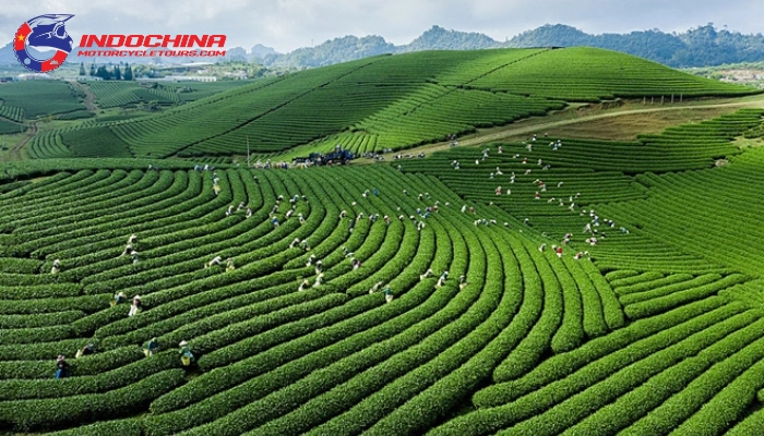 Verdant waves of tea bushes stretching as far as the eye can see in Moc Chau's rolling tea plantations