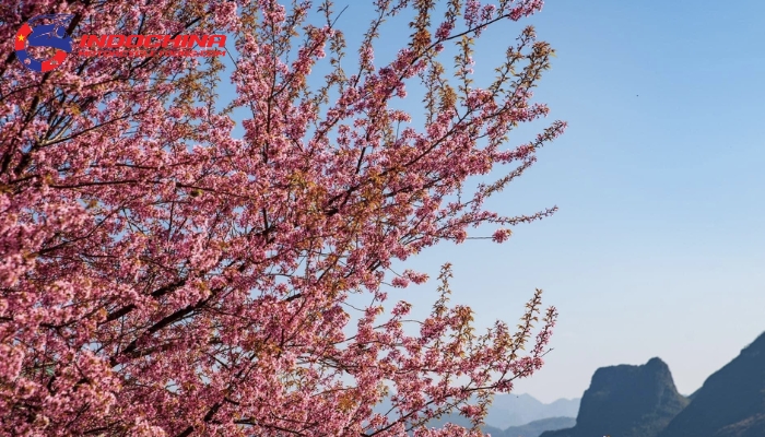 The beauty of Ha Giang in Spring Season