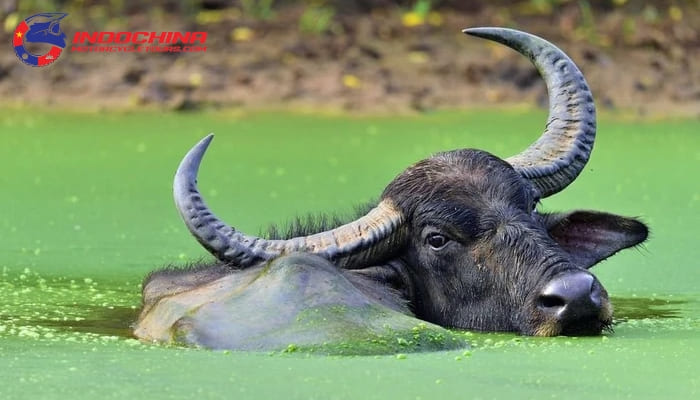 Water buffalo