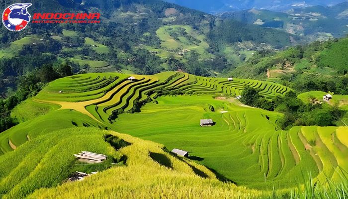 Beautiful terraced fields in Ha Giang, showcasing vibrant green landscapes 