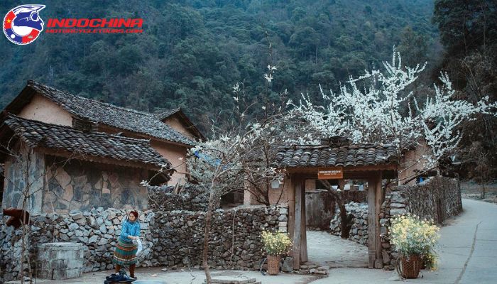 A traditional village in Northwest Vietnam with stone houses, blossoming trees, and a person in traditional attire.
