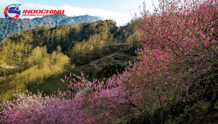 Witness Ha Giang's breathtaking spring splendor