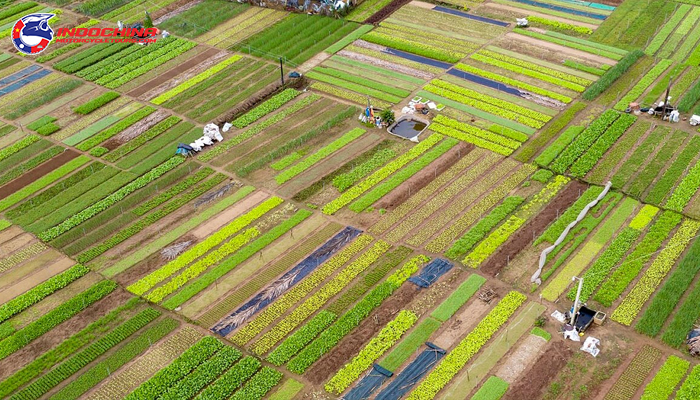 Aerial view of lush green vegetable fields in Hoi An.