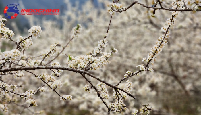 Springtime in Cao Bang is a delight for the senses 