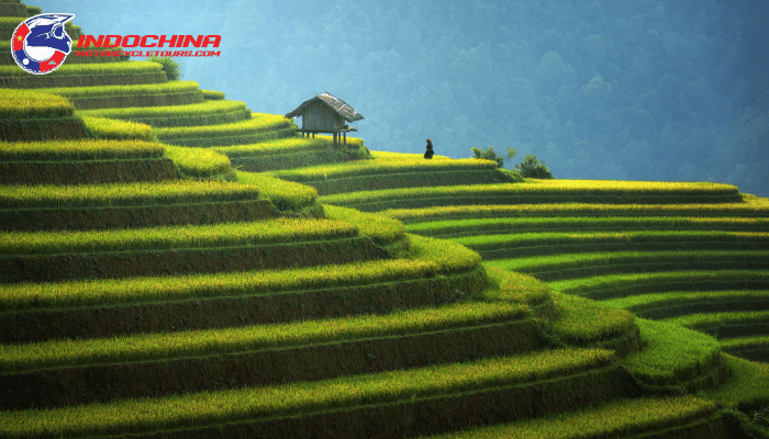 Iconic Terraced Rice Fields of Mu Cang Chai