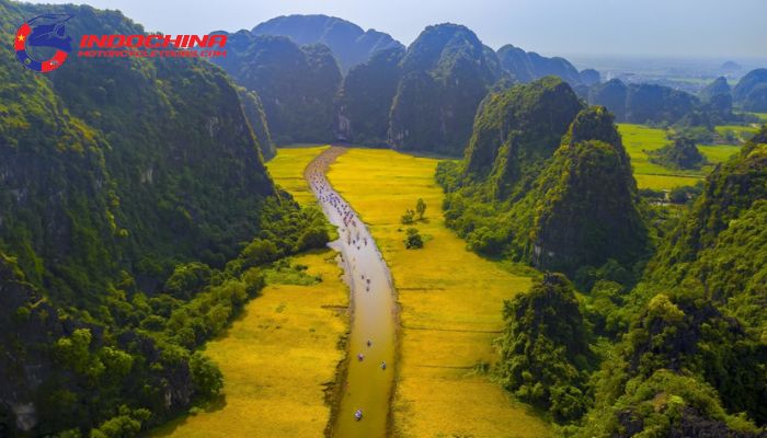 Golden rice fields during harvest season create a stunning sight in Ninh Binh.