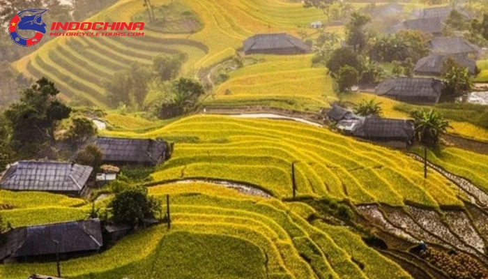 Explore the golden rice terraces in Sapa’s stunning autumn.