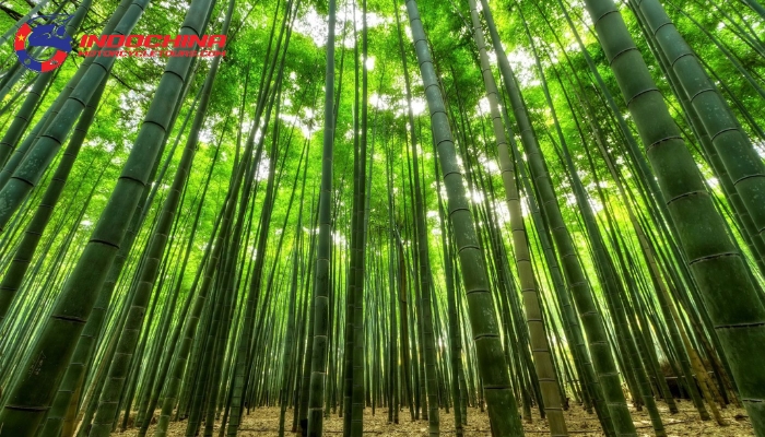 Connect with nature at Bamboo Forest