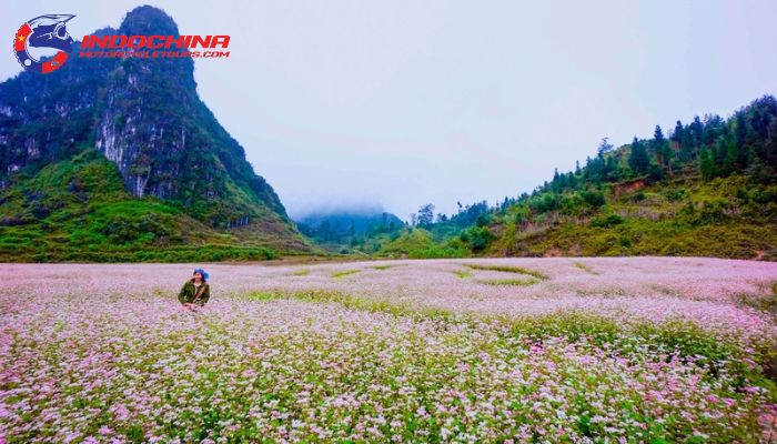 The landscape bursts with vibrant plum and peach blossoms.