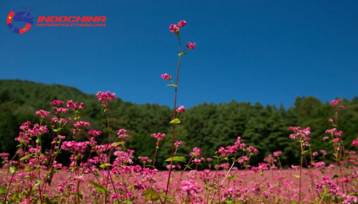 The fields are blanketed with pink buckwheat flowers.