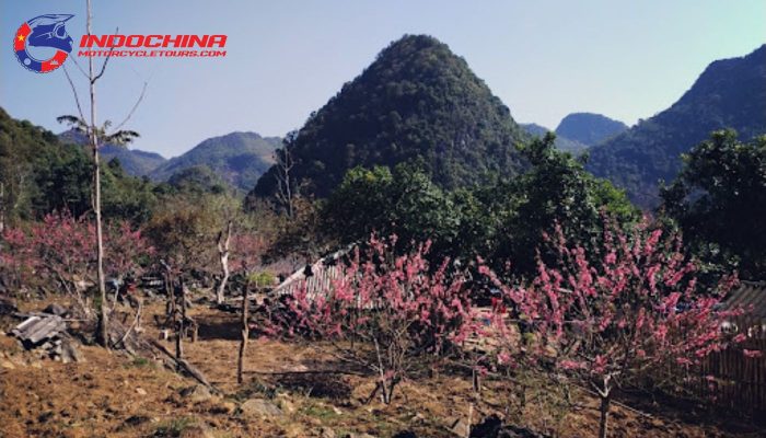 The pink blossoms create a magical atmosphere