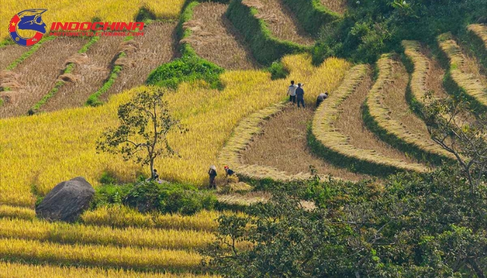 Witness the beauty of ripe golden rice fields during harvest time.