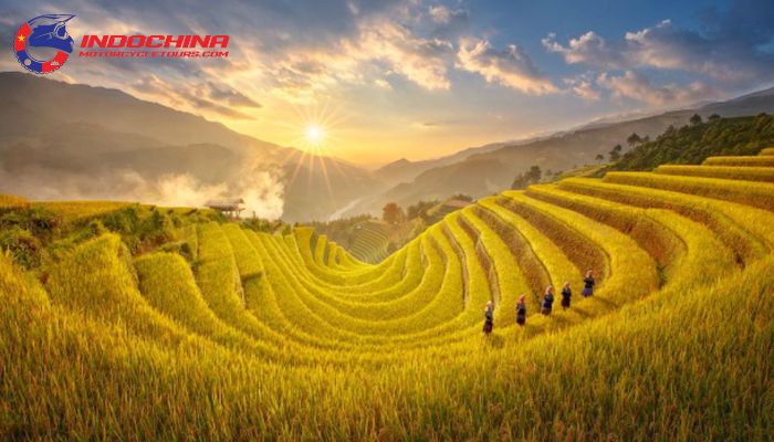 The terraced rice fields glow in a golden yellow hue.