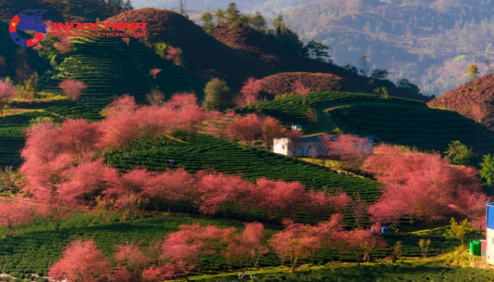 Enjoy blooming flowers and refreshing weather in Sapa’s springtime.